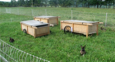 Jak postavit mini králíkárnu?